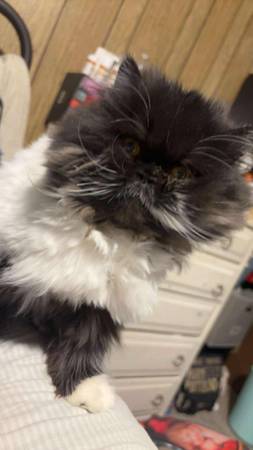 Persian Female (Bristol)64289702581891122
