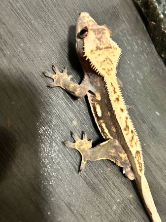 Gecko (Downey)63869929022209120