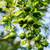 Mexican Lime Key Lime tree for sale Organic 9 thumbnail