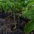 VooDoo Plants, Amorphophallus Paeonifolius 12 thumbnail