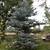 Fall is the BEST TIME to transplant trees! Perfect Blue Spruce Trees. 1 thumbnail