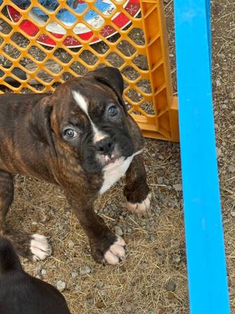 Boxer Puppy and (Yamhill)63842372956931121