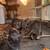 Stray cat colony needs help and homes 1 thumbnail