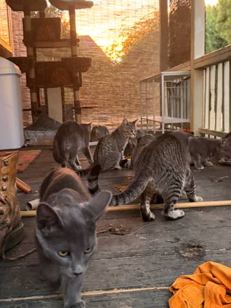 Stray cat colony needs help and homes 1