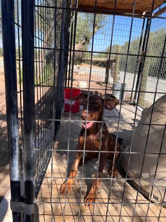 Doberman pup63873028977667120