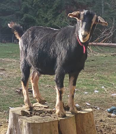 BUTCHER READY!! Kiko Cross Wether 1