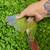 Handfed tame conures 12 thumbnail