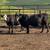 16 Black Angus Cows 1 thumbnail