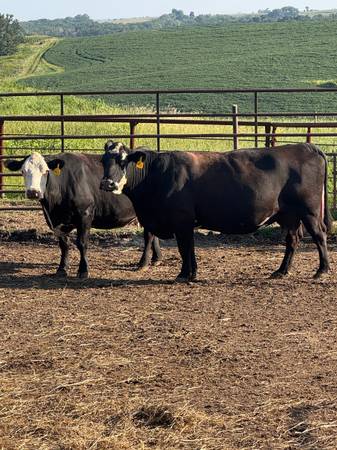 16 Black Angus Cows 1