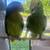 Amazon yellow head parrots 13 thumbnail
