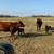Red Heifers 6 thumbnail