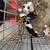 Papillion/chihuahua mix & chihuahua/dashhound mix 3 thumbnail