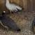 Peachicks 2 thumbnail