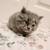 doll face persian mainecoon kitten 2 thumbnail