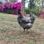 4 Laying Hens 1 thumbnail
