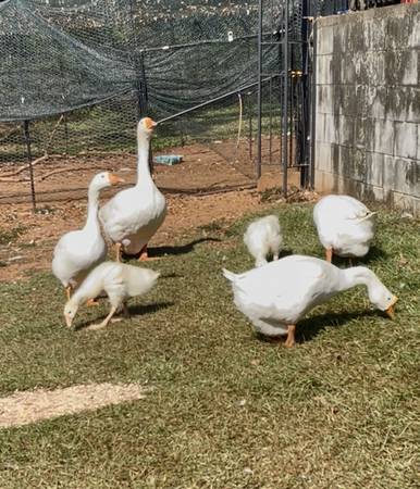 Hatching Geese Eggs 1