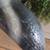 Big Sky Carvers Wood Skunk 8 thumbnail