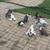 Pigeons for sale 19 thumbnail