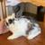 Netherland Dwarf / Holland Lop Mix Rabbits 3 thumbnail