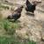 Laying hens 6 thumbnail