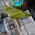 Breeding bonded pair Quakers 1 thumbnail