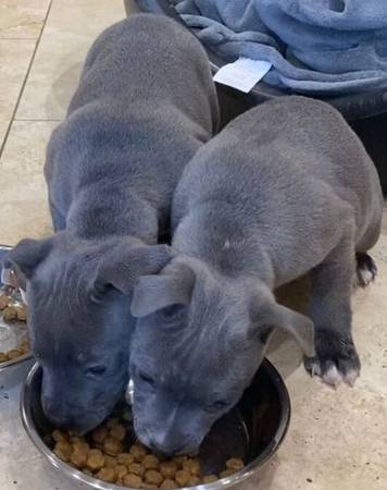 Purebred Pit Pup (Palm Springs)63658085036419120