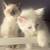 Ragamese Kittens 2 thumbnail