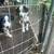 Australian shepherd puppies 3 thumbnail