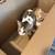 🐾 4 Sweet Kittens Looking for Forever Homes 5 thumbnail