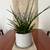 House Plant - Spear Plant 1 thumbnail