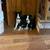 Border Collies Puppies For Sale 13 thumbnail