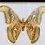 Large Shadowbox Butterfly Nature Scientific Art Decor 🦋 2 thumbnail