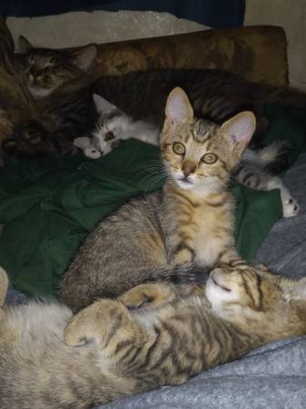 Sweet lovable females kitten's (Roseville)63856920755329121