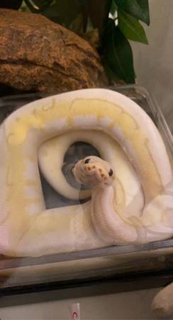 Banana Pastel Spinner Ball Python (Bothell)63869711654787120