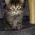 Cute Kittens 1 thumbnail