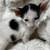 Oriental Shorthair Kittens 1 thumbnail