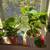 Plants 4 thumbnail