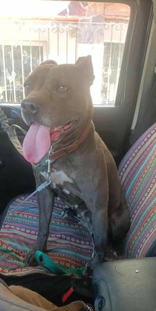 FREE Blue nose Pit Bull rescue, looking for forever home 1