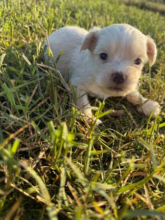 Maltipoos (Lampasas)63839343808003120