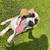 Rehoming Great Pyrenees Mix 9 thumbnail