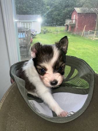 Papillon (North Bloomfield)63661209973121122