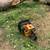 Montgomery ward 3.7 chainsaw 3 thumbnail