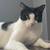 MISSING CAT 1 thumbnail