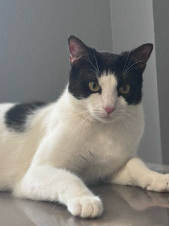 MISSING CAT 1