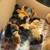 Baby chicks 2 thumbnail