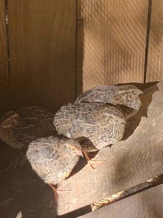 Jumbo brown coturnix Quail 1