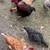 Gallinas y gallos en venta 3 thumbnail