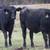 63 Fancy BLK and BWF Heifers 14 thumbnail