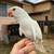 Indian ringneck 3 thumbnail