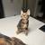 kittens for rehoming 5 thumbnail